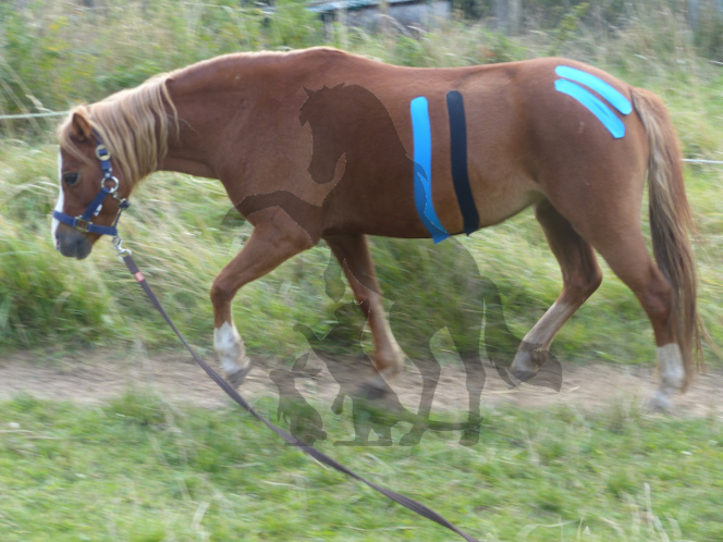 Kinesiotaping beim Pferd