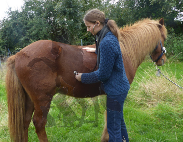 Behandlung eines Pferdes
