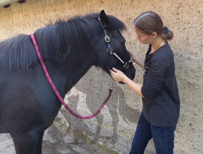Befundung eines Pferdes